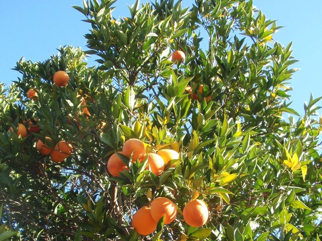 orange tree.jpg