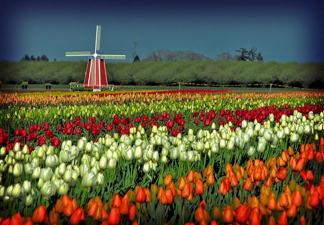 Woodenshoe-Tulip-Festival-tulip-fields-and-windmills.jpg