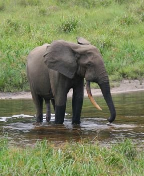 African_Forest_Elephant.jpg
