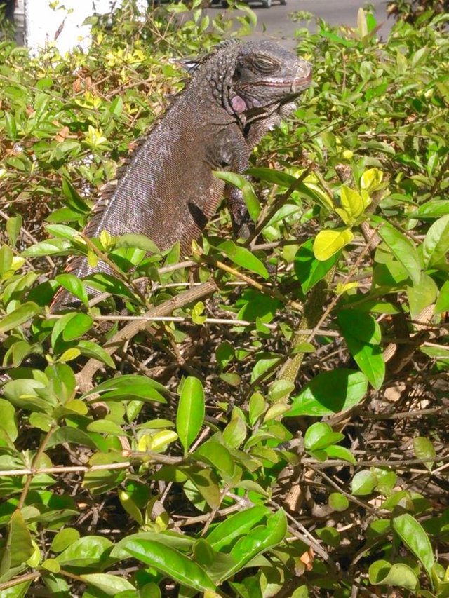 iguana stee.jpg m.jpg