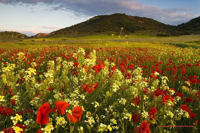 PAISAJES,-CAMPIÑA-DE-LINARES,-AMAPOLAS,-PRIMAVERA.jpg