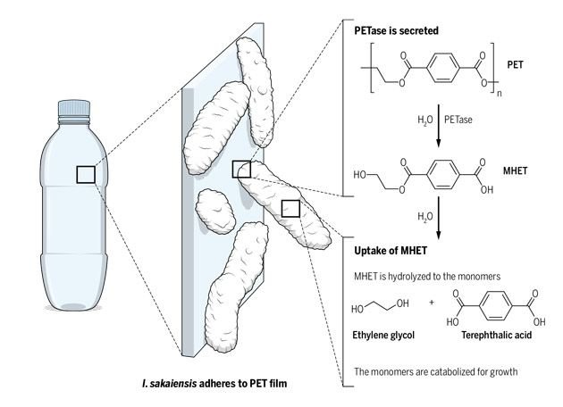 bfd55d1433b3608f0f51690a0f6a1d4c--recycle-plastic-bottles-molecular-biology.jpg