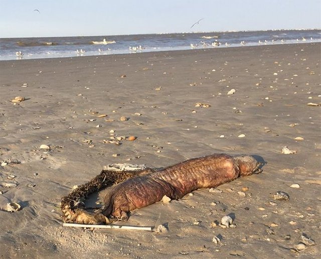 mysterious-sea-creature-washed-up-beach-texas-4-59ba344b32cde__700.jpg