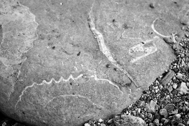 127710918561 - fossils on the beach at lyme regis bw.jpg