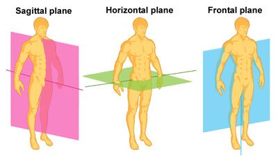 drawing anatomy 101