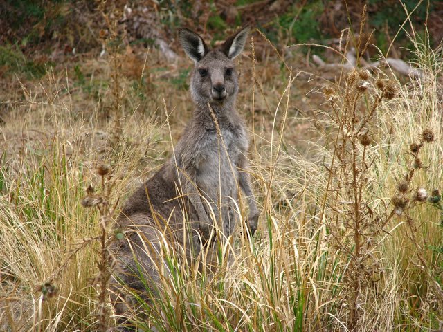 kangaroo-669496_1920.jpg