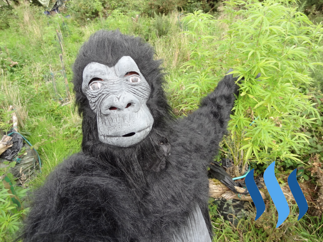 Gorilla Garden 2.png