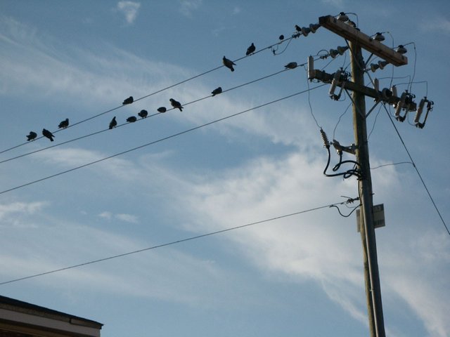 Telephone Pole.JPG