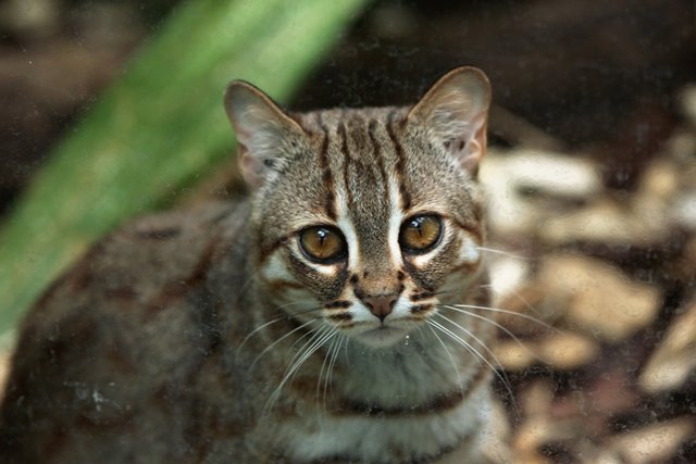 Rusty_spotted_cat_3.jpg