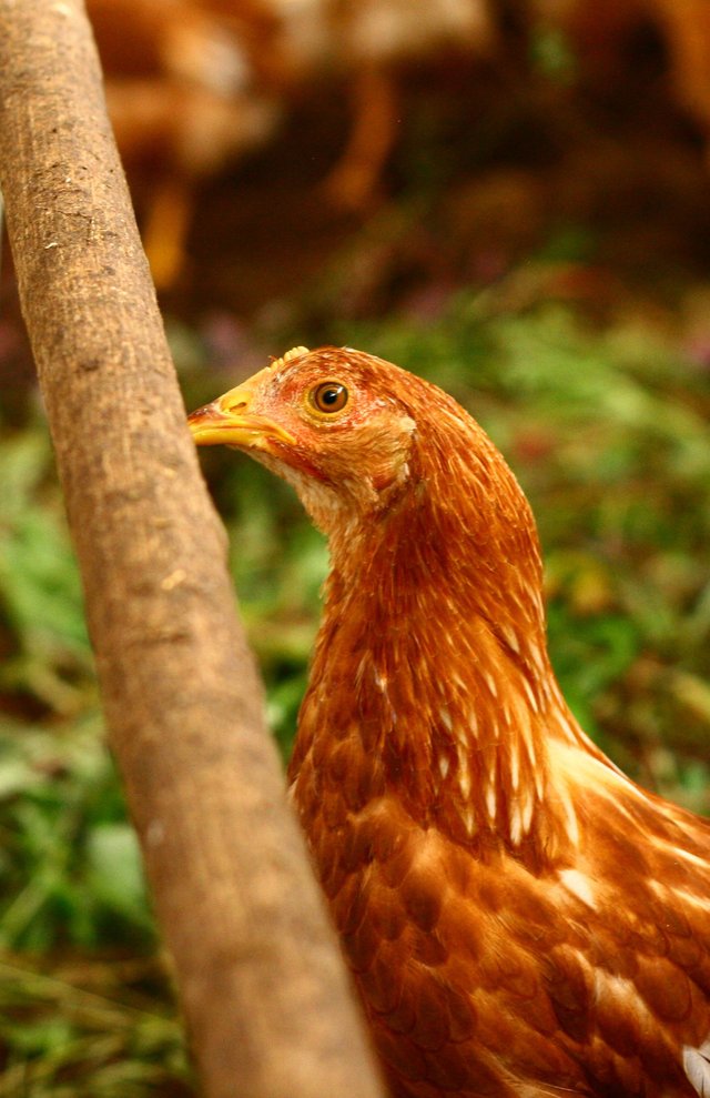 cropped chick.JPG