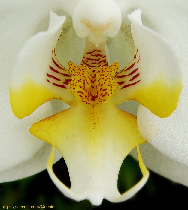 orchids03.jpg