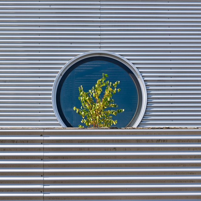 Birch tree on an office building