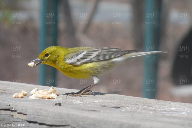 normally-found-in-pine-trees-looking-for-insects-this-one-saw-me-putting-peanuts-on-my-deck-rail-and_t20_ywjoAO.comp.jpg