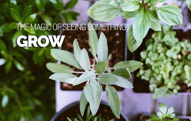 The-Magic-of-Seeing-Something-Grow-1280x860.jpg