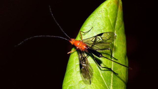 Insects Hymenoptera MV BY Tas 2018-01-012 n1.jpg