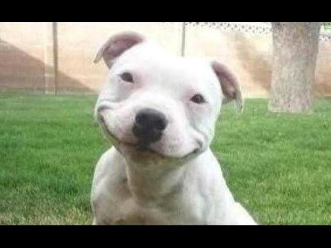 FUNNY DOG # 1.jpg