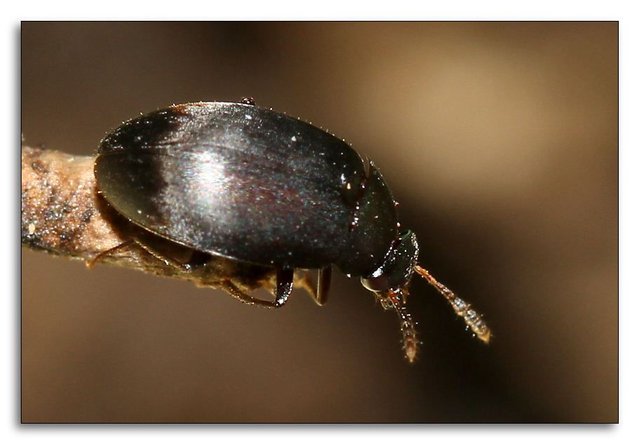 beetle-4or5mm-fg.jpg