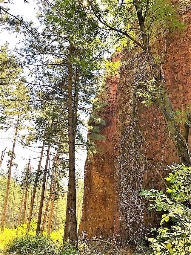 Belogradchik Trees 3 - Extreme Edit.jpg