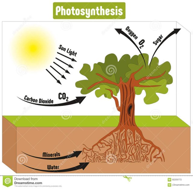 2. FOTOSINTESIS.jpg