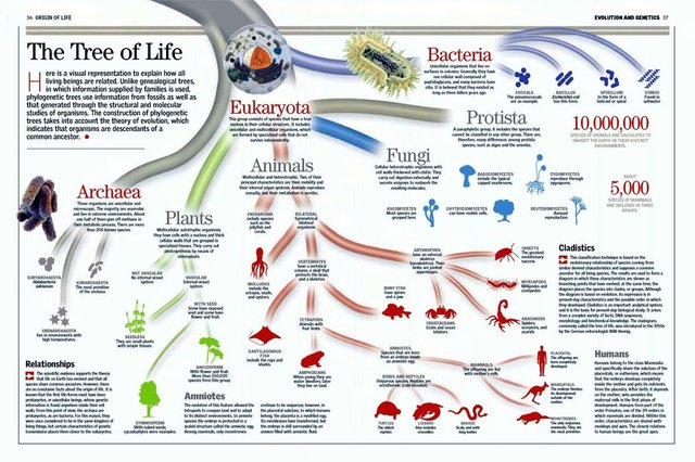 TreeofLife.jpg