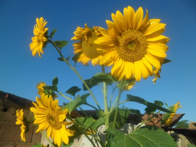 Los girasoles !!! Fotografias originales. — Steemit