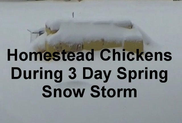 Homestead-Chickens-In-Blizzard.jpg