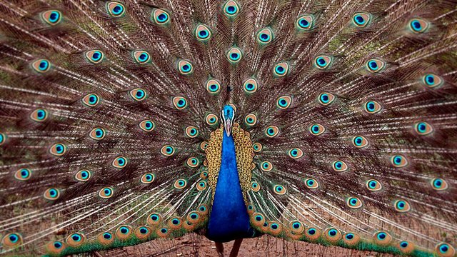 Peacock at Tata Steel Zoological Park in Jamshedpur,India.jpg