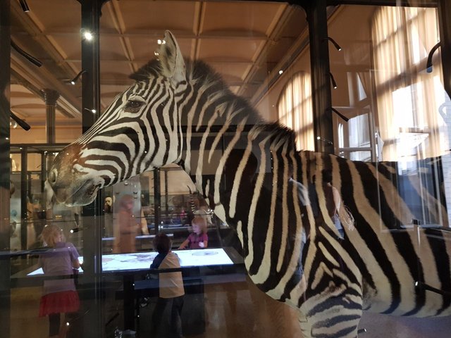 Steemit Museum Animal 1.jpeg