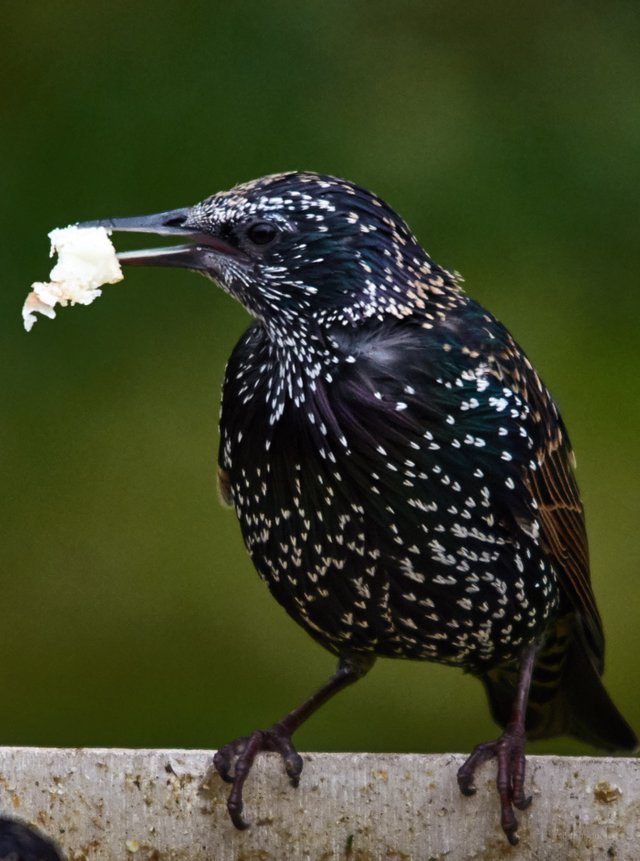 DSC_3565.jpg