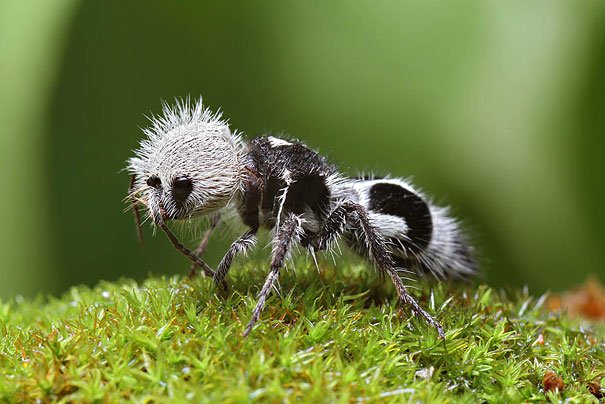 strange-animals-you-didnt-know-2-11.jpg