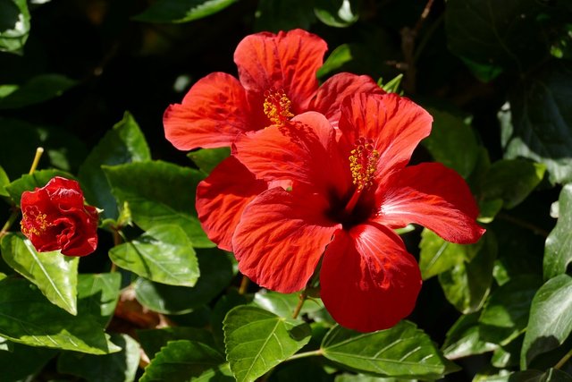Plant-Flower-Hibiscus-Red-Flora-Pestle-2960749.jpg