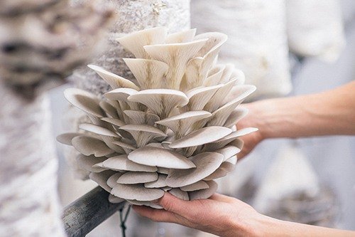 Bouquet-of-Oyster-Mushrooms-Ready-For-Harvest.jpg
