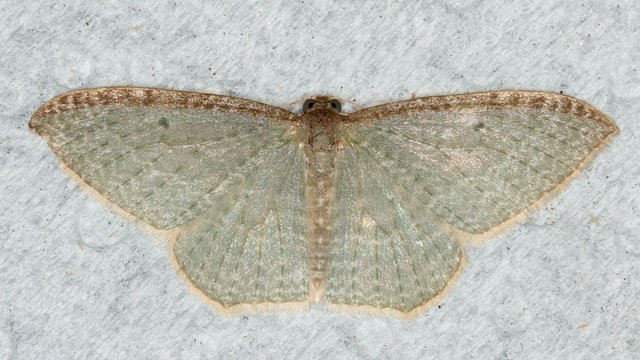 Poecilasthena pulchraria BY MV Light Tas 2017-10-03.jpg