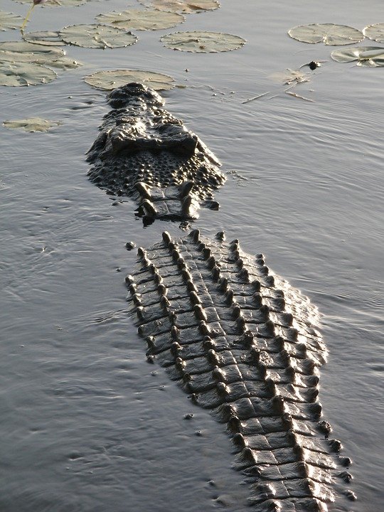 crocodile-1091864_960_720.jpg