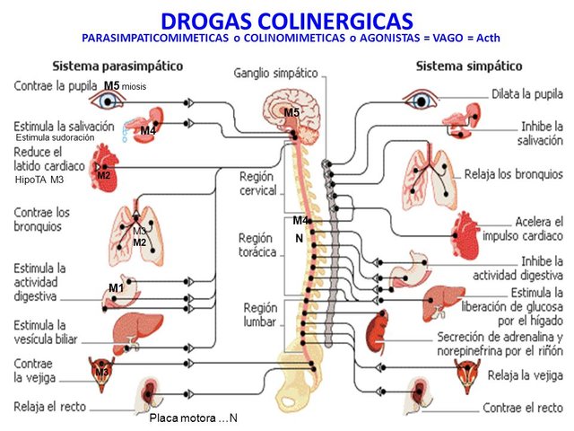 PARASIMPATICOMIMETICAS+o+COLINOMIMETICAS+o+AGONISTAS+=+VAGO+=+Acth.jpg