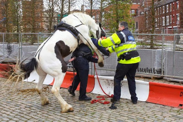 Horse+justice.jpg
