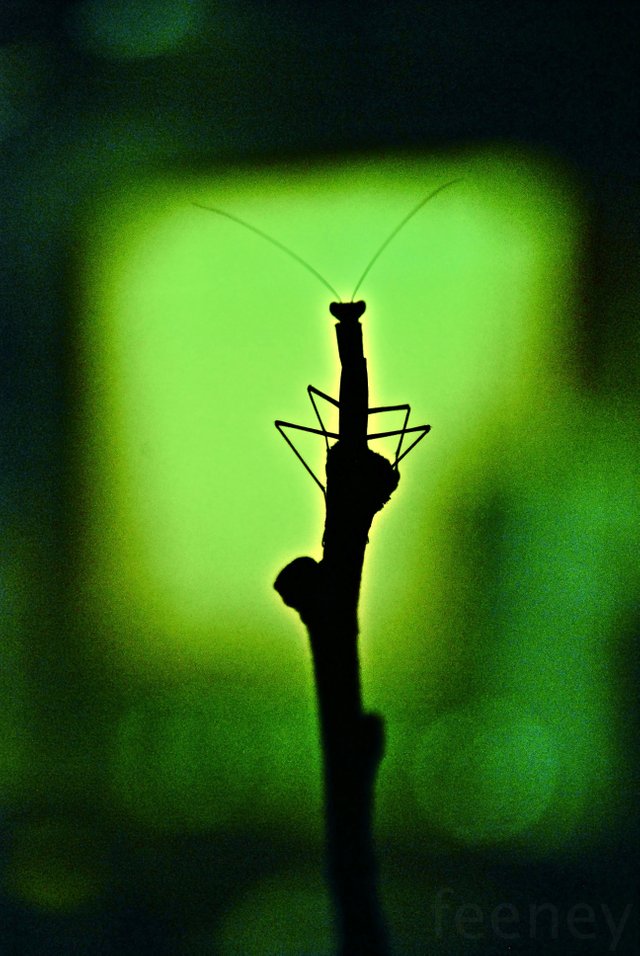 ColorChallenge Thursday Green Mantis.jpg