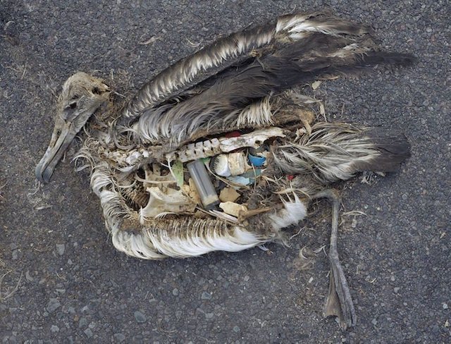 The-Plastic-Impact-on-Birds-1-Albatross.jpg