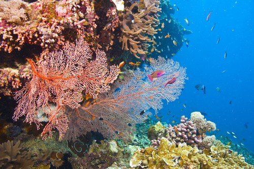 Great-Barrier-Reef.jpg