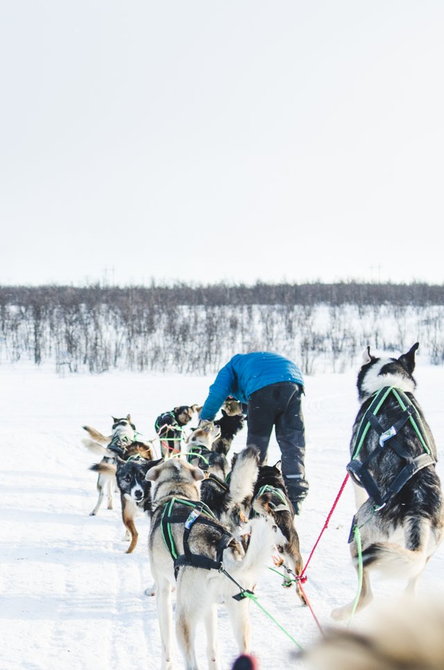 NIKON D7000_KirunaDogSledding-2411.jpg