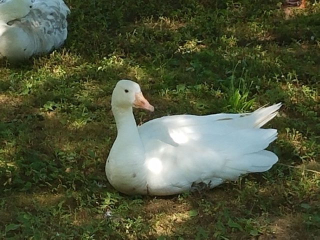 goose 2.jpg