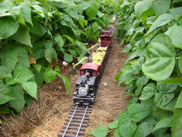 first bean harvest 2011 a.jpg