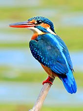 Common_Kingfisher_(Alcedo_atthis)_Photograph_By_Shantanu_Kuveskar.jpg