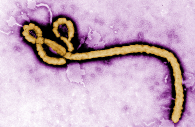 ebola.png