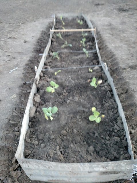 Raised bed.jpg