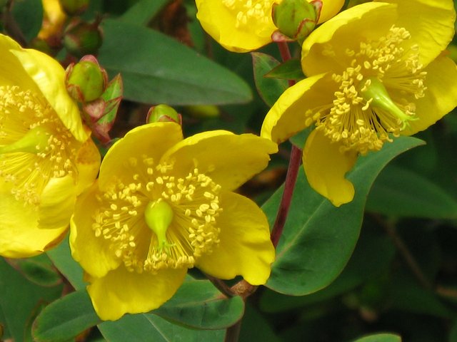 st-johns-wort-49034_1280.jpg