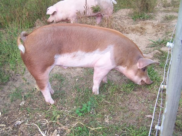 Piggies - barrow1 crop Sept. 2014.jpg