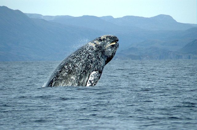 7. Gray Whale.jpg