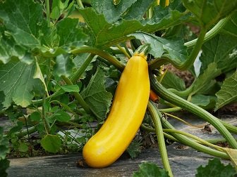 zucchini-1522535_960_720.jpg