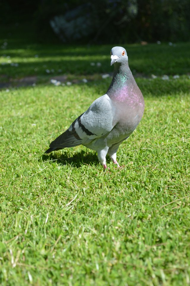 One Pigeon